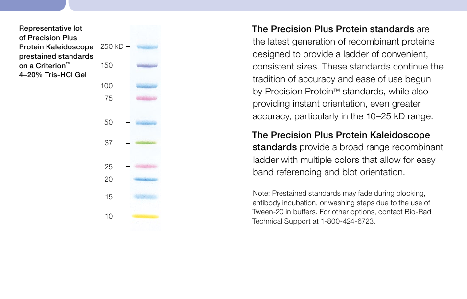 Bio-Rad Precision Plus Protein™ Prestained Standards User Manual | Page 2 /  3